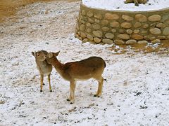 -西安秦岭野生动物园