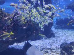 -海合安武汉极地海洋公园