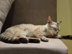 -猫和宫(六道口店)