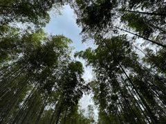 -大奇山国家森林公园