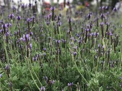 -松山湖梦幻百花洲