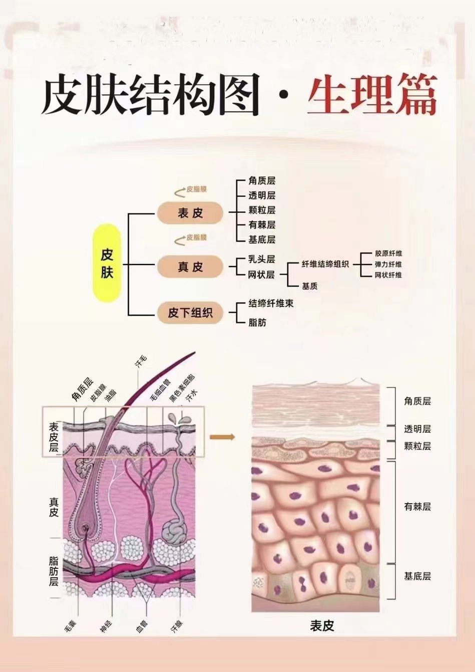 今日主题:皮肤的生理结构及作用94