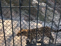 -大连森林动物园