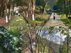 -铁山坪森林公园