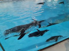 -帝企鹅自助餐厅•儿童岛•真企鹅(长隆企鹅酒店)