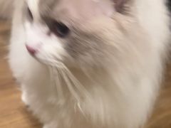 -瑞鹏宠物医院华南总院·夜诊·心脏科·骨科