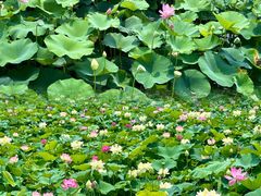 -荷塘月色湿地公园·向阳花洲