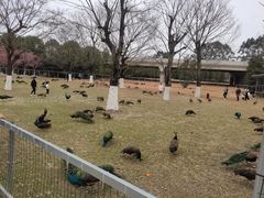 -秀丽东方