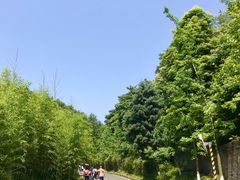 -都江堰中华大熊猫苑