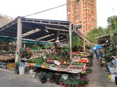 -曲阳花鸟市场(曲阳路店)