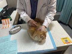 -半岛宠物医院24小时(西派城店)