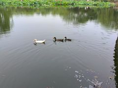 -南翠屏公园