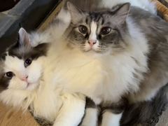 -白兔子密室(长寿路店)