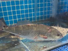 -前王院•巧克力海鲜市集餐厅(万平口店)