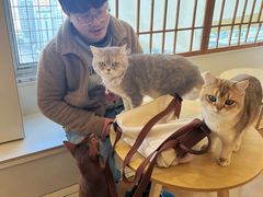 -Let's go狗咖·猫咖·奶狗·桌游(春熙路IFS店)
