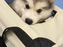 -博特宠物医院24h犬猫全科.骨科·异宠