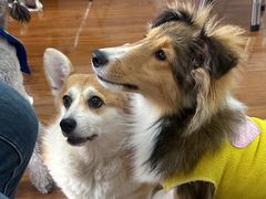 -汪说·狗咖·拼豆·宠物周边DIY(旺城大厦店)