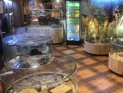 -卡通尼·Safari非洲探索乐园·生日会(金桥国际商业广场店)