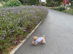 -东湖落雁景区