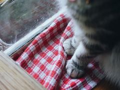 -海边的猫和咖啡馆