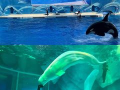 -上海海昌海洋公园