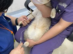 -萌兽医馆·绝育·24小时内科·宠物医院(德胜店)