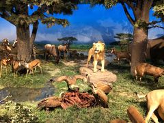 -国家自然博物馆