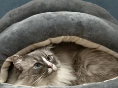 -滚猫咖啡·猫咖·猫友好撸猫(未来城店)