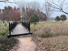 -贡湖湾湿地公园