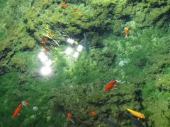 -老牌坊鲁菜名店(宽厚里店)