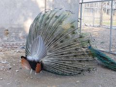 -意大利农场度假村