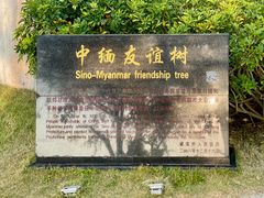 -中缅友谊树