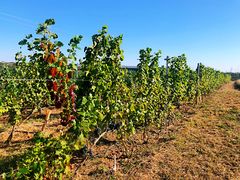 -丹世红酒庄·烧烤·团建·婚礼·水上运动