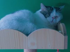 -喵店&猫咖