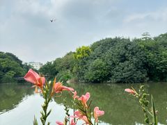 -海珠湖公园