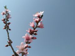 -南汇桃花村
