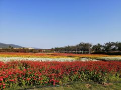 -亚龙湾国际玫瑰谷