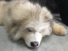 -汪说·狗咖(旺城大厦店)