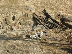 -大连森林动物园