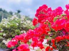 -莲花山公园