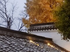 -日出青木