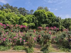 -长沙黑麋峰国家森林公园