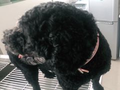 -佳雯宠物医院(四明中路分院)