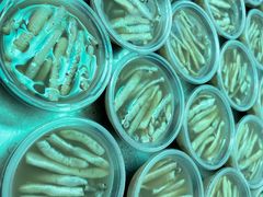 -安海长火土笋冻