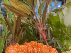 -广州融创花间堂悦雪酒店-花间食西餐厅