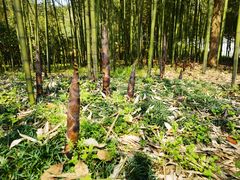 -兰亭风景区