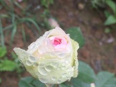 -都江堰玫瑰花溪谷