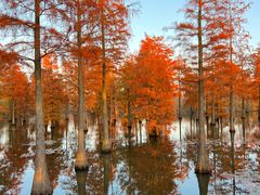 -池杉湖湿地公园