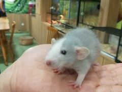 -藦茜花园宠物主题亲子互动体验馆(国顺东路店)