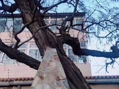 -静园(和平区)